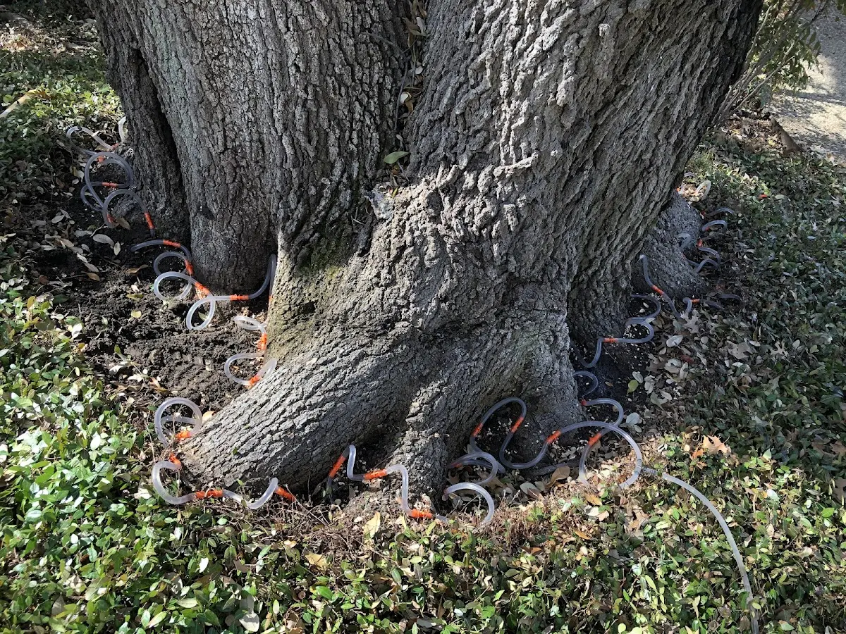 Detailed Tree Cabling and Bracing job site in North Creek