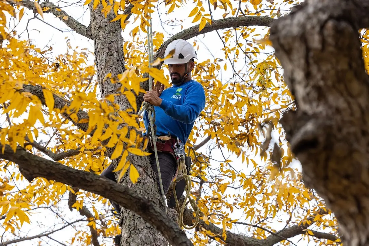 Skilled Storm Damage Cleanup crew working in North Creek