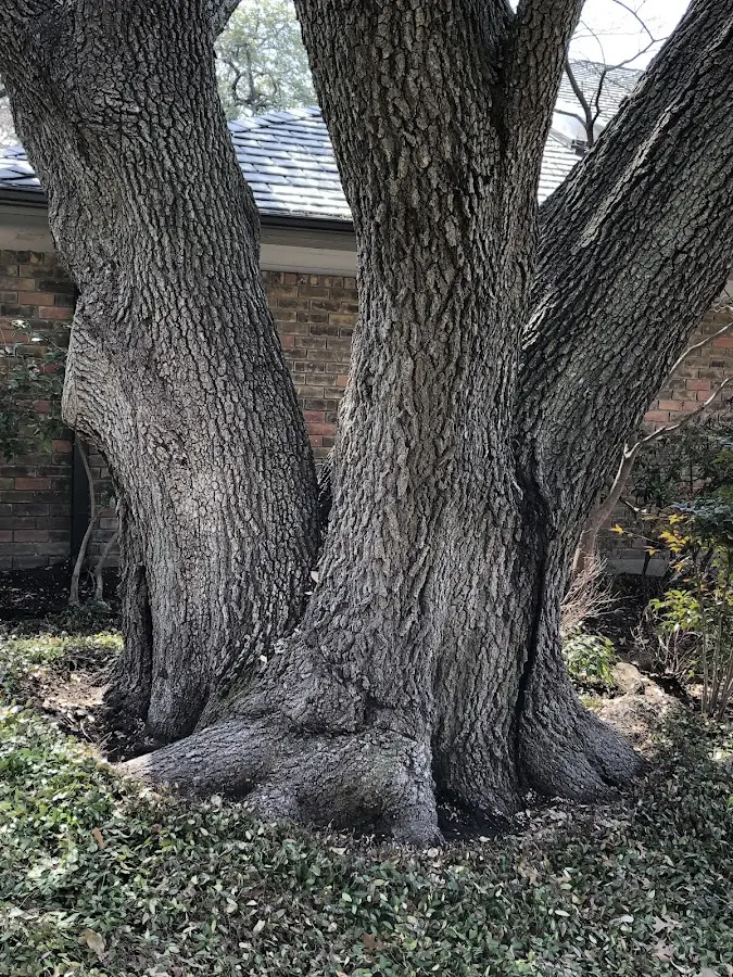 Mature heritage tree close to a North Creek property cared for by certified arborists